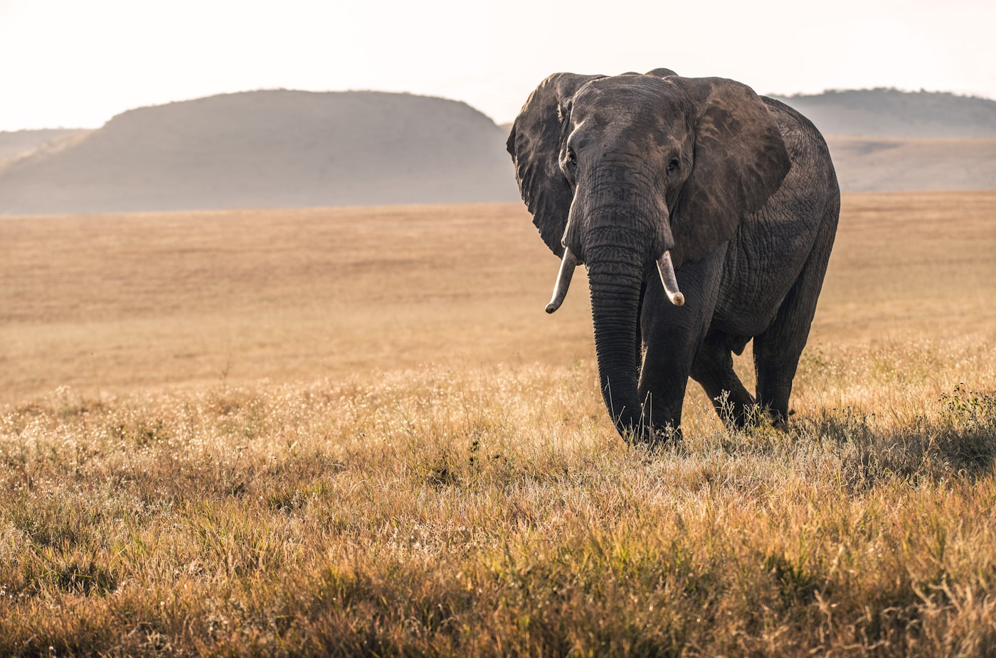 Featured image of post Untamed Zimbabwe