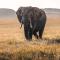 Untamed Zimbabwe