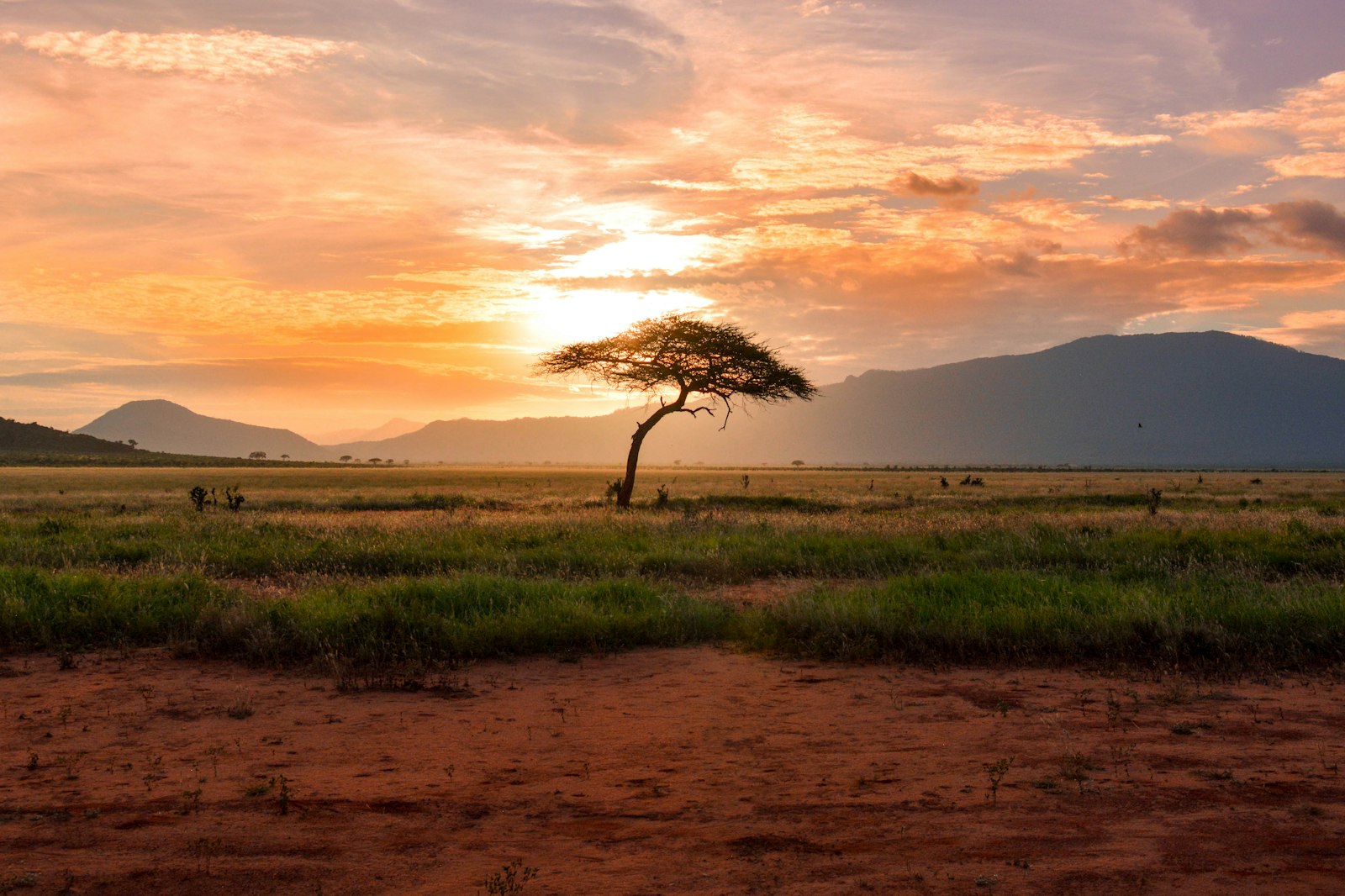 Elephants at dawn