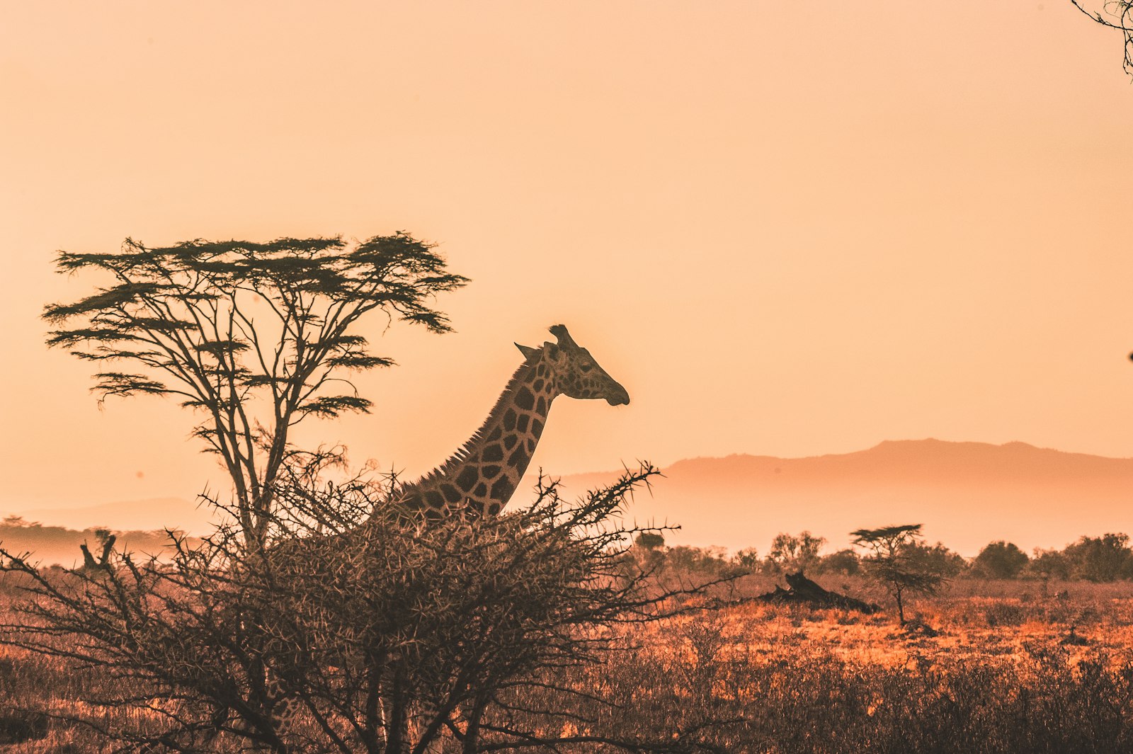 Acacia at sunset over the savannah